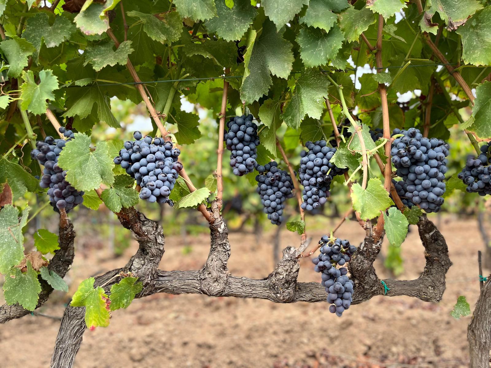 Vivi il Vino