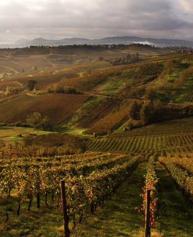 Tenuta Marchesi
